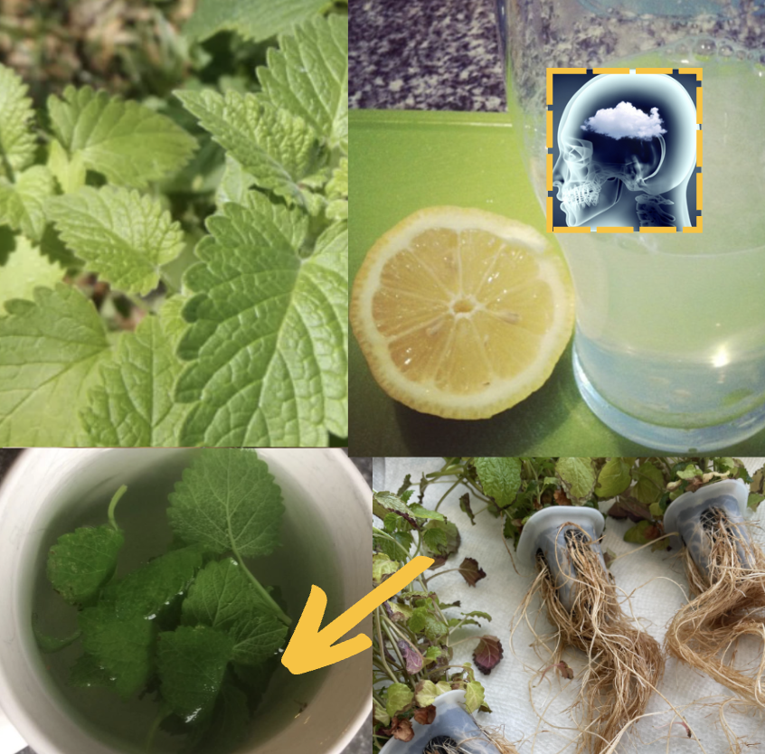 natural remedy for memory loss